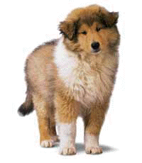 Pup Lassie