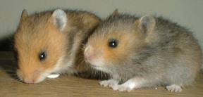 3 de week hamsters